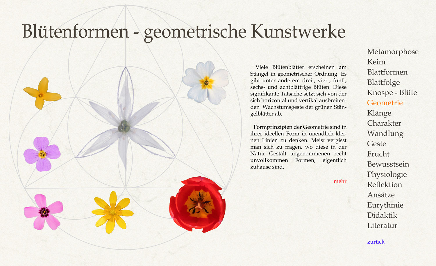 Viele  Blütenblätter  erscheinen  am  Stängel  in geometrischer Ordnung. Es gibt unter anderem drei-,  vier-,  fünf-,  sechs-  und  achtblättrige  Blüten. Meist vergisst man sich zu fragen, wo diese in der Natur Gestalt angenommenen recht unvollkommenen  Formen  eigentlich  zuhause sind.